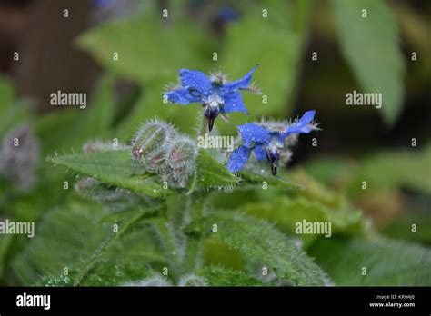 Blue Borage Flowers In Detail In The Garden Borago Officinalis Stock