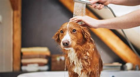 Cómo bañar a tu perro o gato correctamente Doplim