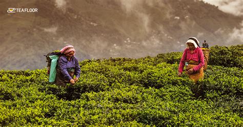 How to Brew the Perfect Cup of Darjeeling Tea