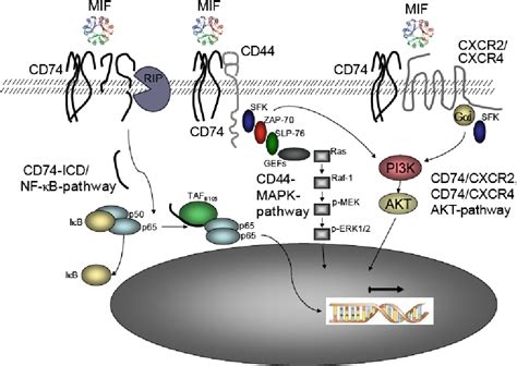 Figure 3 From Function Of The Cd74 Receptor In B Cell Pro Survival