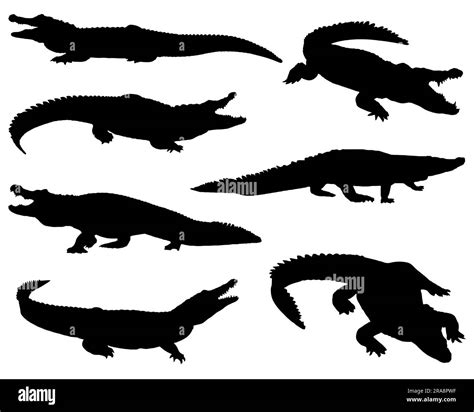 Saltwater Crocodile Stock Vector Images Alamy