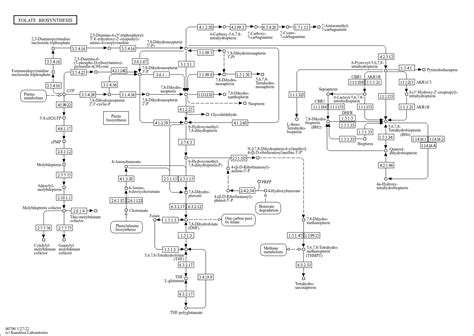 Kegg Pathway Folate Biosynthesis Reference Pathway