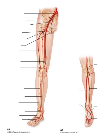 Pelvic And Lower Limb Arteries Diagram Quizlet