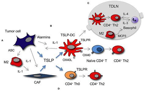 Frontiers Thymic Stromal Lymphopoietin And Cancer Th2 Dependent And