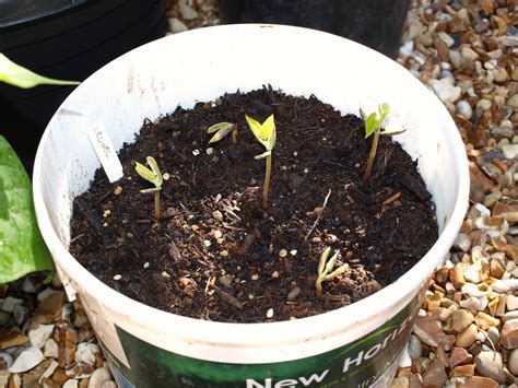 Mark's Veg Plot: Harvesting beans now!