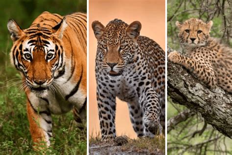 tiger tiger leopard  cheetah    extremely rare