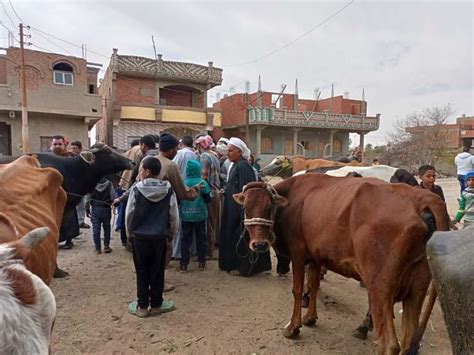 قافلة بيطرية للحفاظ على الثروة الحيوانية بقرية الخواجات في مصراوى