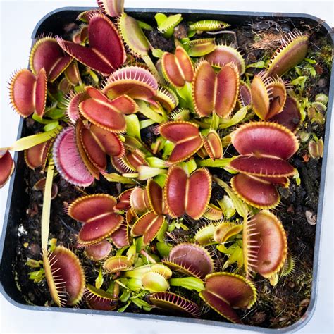 Dionaea Muscipula B52 3 Rostliny Roraima Cz