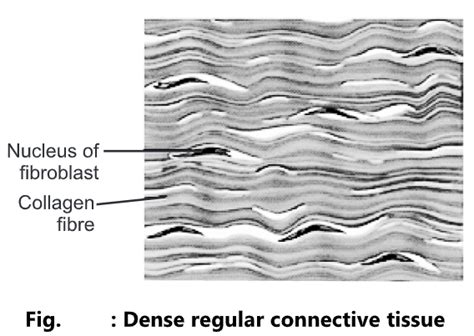 Connective Tissue Types Structure And Function Biology Ease