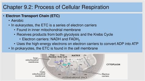 Cellular Respiration And Fermentation Ppt Download