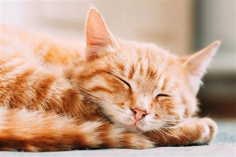 Orange Tabby Todo Lo Que Necesitas Saber Sobre Los Gatos Naranjas