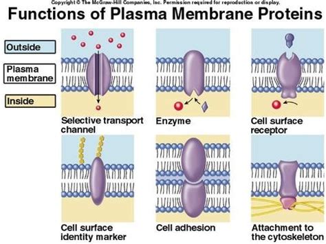 HTHS 1110 Exam 4 Objectives 5 11 Membrane Proteins Ion Channels