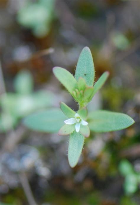 Neckweed Purslane Speedwell Plants Of Overton Park S Old Forest