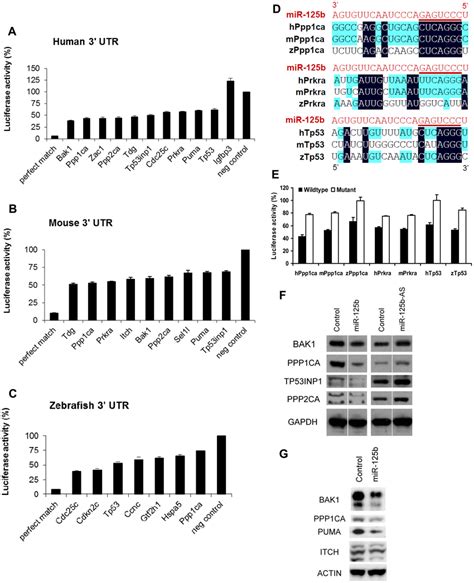 Validation Of Mir 125b Targets Candidate P53 Network Genes That Were Download Scientific