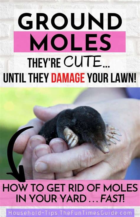 How To Get Rid Of Moles In Your Yard The Ultimate Guide To Ground Mole