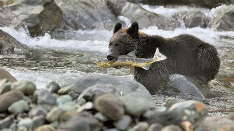 北海道｢サケ獲れずブリ豊漁｣で漁師が落胆する訳 ライブドアニュース