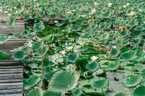 White Lotus Flower In The Summer Pond The Panorama Of Lotus Ponds In