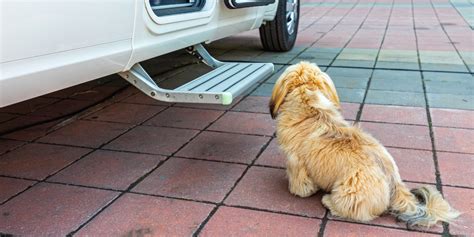 Hund Im Wohnmobil Transportieren Sichern So Klappt S