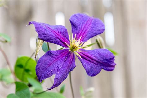 How To Grow And Care For Jackmans Clematis