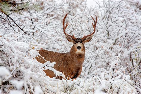 Huge Buck Mule Deer In Snow Photograph By Steven Krull Pixels