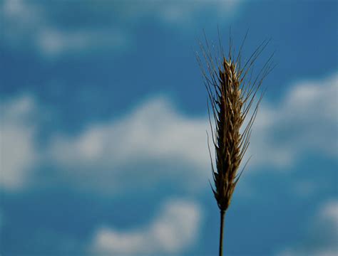 Wheat Photograph By Patrick Bourke Fine Art America