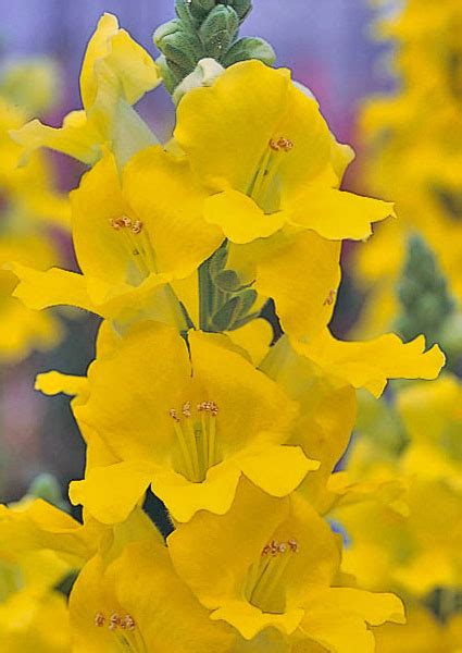 Antirrhinum Snapdragon F1 Chantilly™ Series American Takii