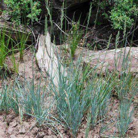 Consortium Of Intermountain Herbaria Image Details 233225