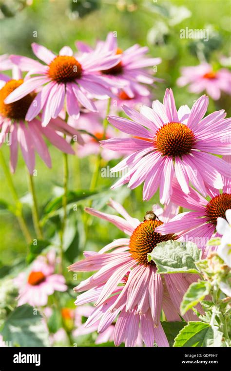 Echinacea Flowers Hi Res Stock Photography And Images Alamy