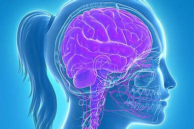 Central nervous system (CNS) - function, disorders | healthdirect