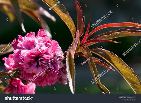 1 Prunus Amygdalus Purpurea Images, Stock Photos & Vectors | Shutterstock