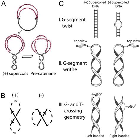 Dna Replication Topoisomerase Function