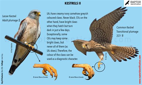 Lesser Kestrel vs Common Kestrel (II): claws – Raptor Identification ...