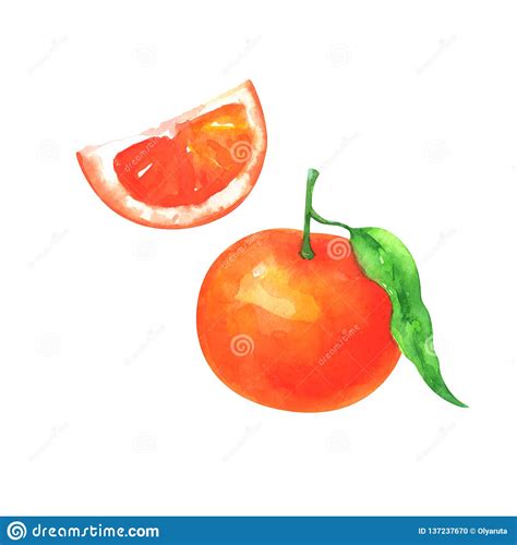 Watercolor Illustration Of Slice And Whole Mandarin Orange Stock