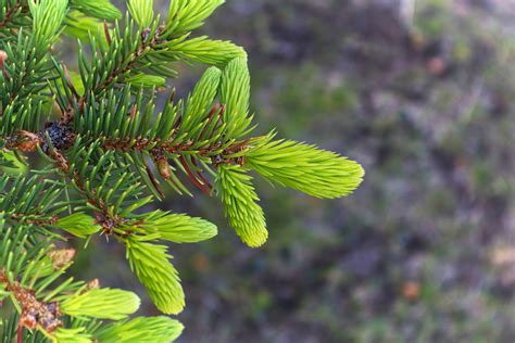 Fresh Spruce Tips – West Coast Wild Foods