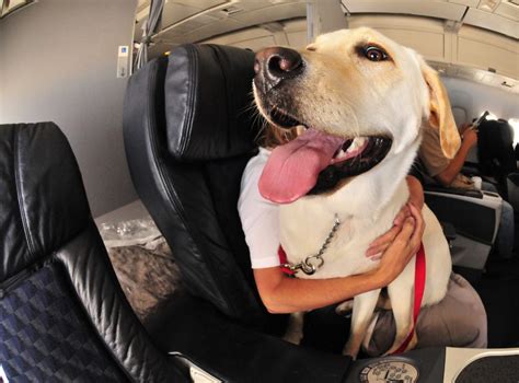 Service Animals, Assistance Animals, Therapy Animals—What’s the Law? - The Insurance 411