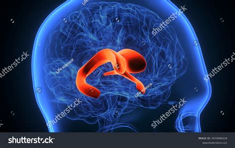 3d Illustration Human Brain Lateral Ventricle Stock Illustration