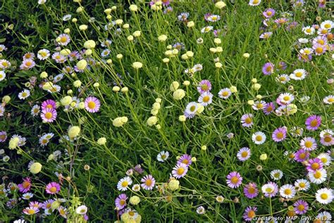 Les plantes qui résistent au manque d eau Fleurs sans arrosage