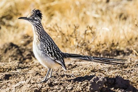 9 Revealing Facts About Roadrunners