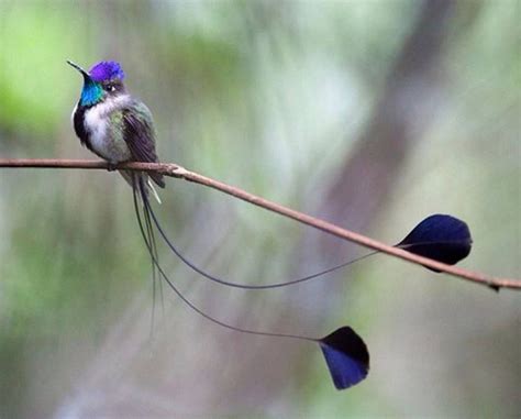 Pretty Birds Beautiful Birds Animals Beautiful Gorgeous Pretty Fly