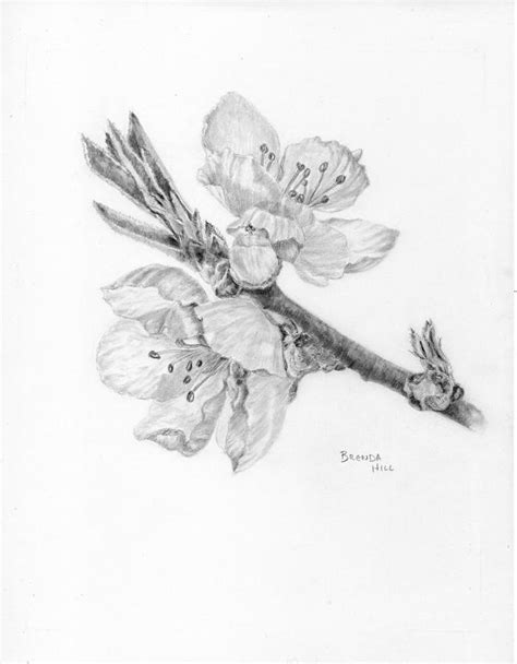 Peach Blossom Drawing By Brenda Hill Fine Art America