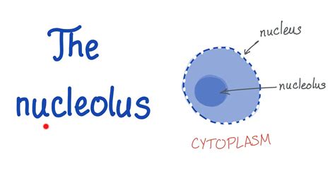 What Does Nucleolus Mean In Biology