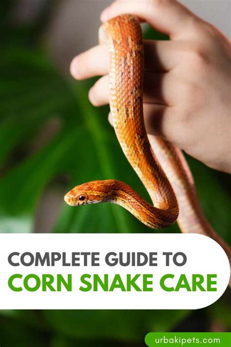 Complete Guide to Corn Snake Care – Urbaki Pets