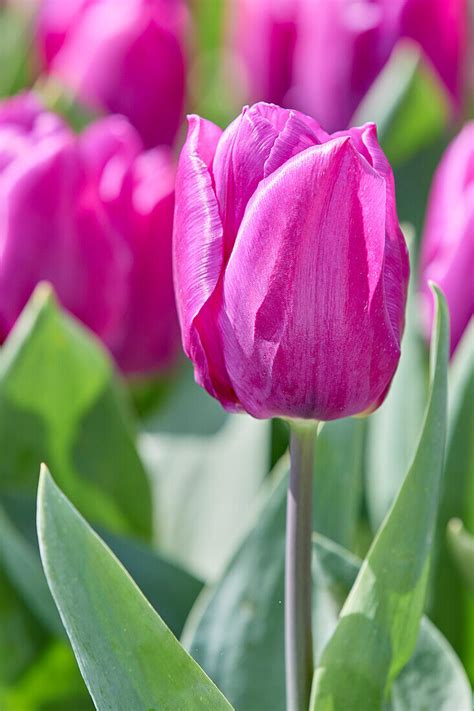 Tulpe Tulipa Purple Prince Bild Kaufen 13692591