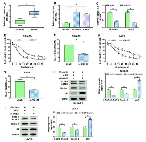 Depletion Of Snhg Enhanced Cisplatin Sensitivity And Suppressed