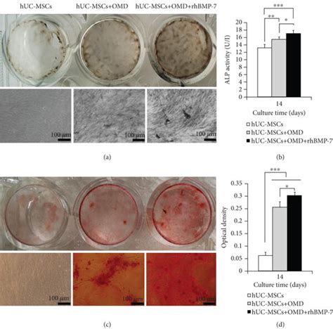 Osteogenic Differentiation Ability Of HUC MSCs In The In Vitro