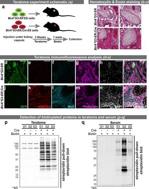 Analysis Of Biotin Labeling Of Proteins In Vivo In A Mouse Embryonic Download Scientific