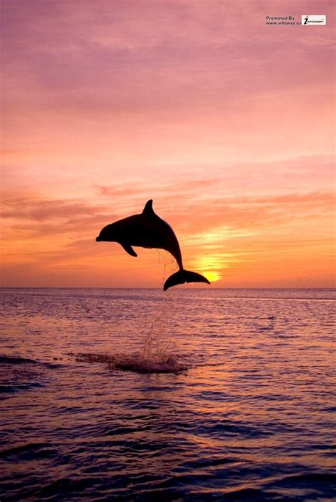 Beautiful Sunsets On The Beach With Dolphins