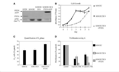 Exogenous Expression Of Pten Slows Km12c Growth Rate And Sensitizes To