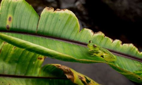 Blurring The Edges A Novel Form Of Camouflage Discovered With Glass