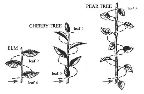 Fibonacci Numbers - Are plants mathematicians?! - Sura Jeselsohn